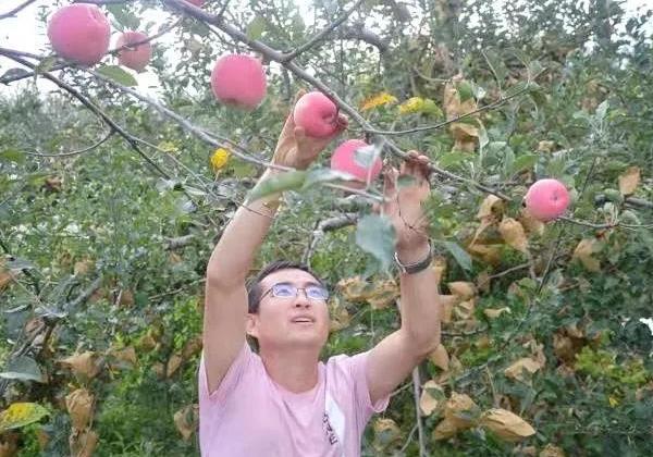 宜川劉雪鋒 ：漂泊十年返鄉(xiāng)創(chuàng)業(yè)，憑一己之力3天銷售蘋果5萬元